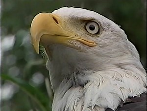 1997 VHS • Alaska Cruising the Inside Passage 60 FPS