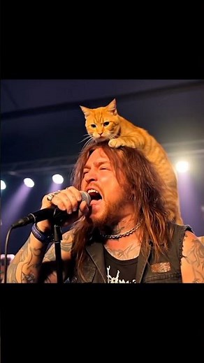 The Most Metal Cat in the World. #cat #cute #funny