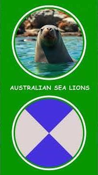 Australian Sea Lions