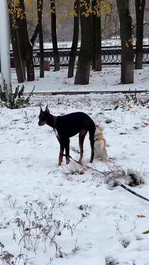 How do you manage this situation?#SAMA28 #creatorsearchinsights #animals #mating #tiktok #viral #viralvideo #makeme #makemefamous #foryou #foryoupage #trendingvideo