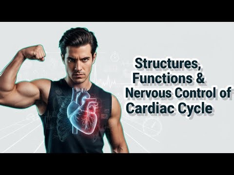 Cardiovascular System: Structures, Functions & Nervous Control of Cardiac Cycle | SubjectsSimplified