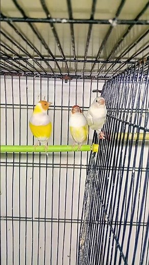 Beautiful Lutino Gouldian Finches | Rare Yellow Mutation 😍🟡