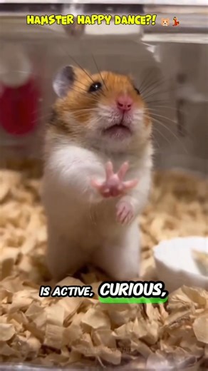 Hamster Happy Dance? #hamster #shorts