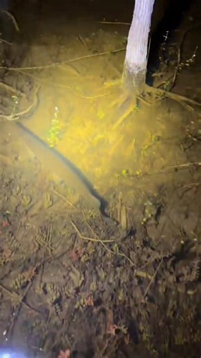 317K views · 5.4K reactions | Exploring the Florida Everglades! #wildlife #nature #snake #conservation #python | Fishingarratt | Facebook