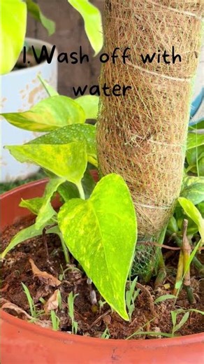Mealybugs treatment ….Learn an easy way to get rid of them and keep your plants healthy!