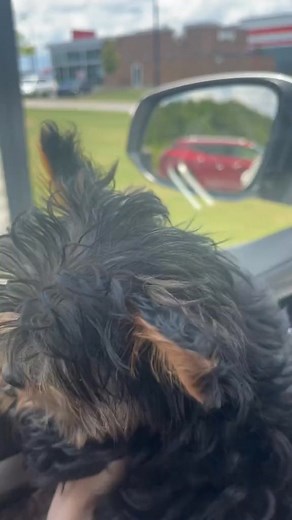 110K views · 3.5K reactions | He’s a little stinker, literally! Puppy tummy problems! #puppytummy #ifarted #rolldownthewindow #y | The Yorkiedi | Facebook