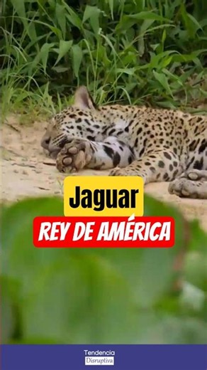 👑🐆 Did you know the jaguar is considered the king of the American rainforests? #Jaguar #Wildlife