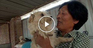 Chinese woman is dogs' best friend
