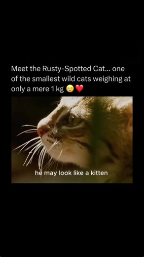 Rusty-spotted Cat Facts: Tiny Wild Cat That Fits in Your Hand