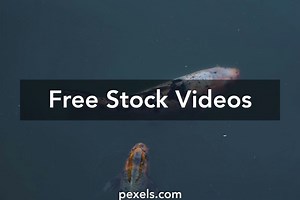 Blue Fish Videos, Download The BEST Free 4k Stock Video Footage & Blue Fish HD Video Clips