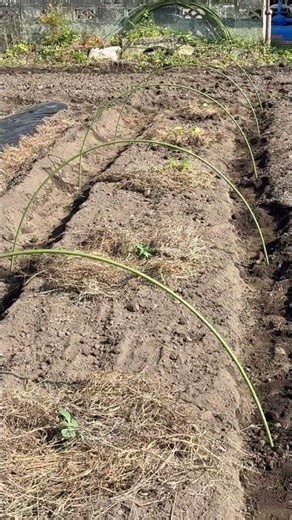 【スイカ裏ワザ】苗の周りに枯れ草を敷くだけで、病気・乾燥・雑草をシャットアウトする最強の「天然バリア」が完成！泥跳ねを防いで株を守り、劇的に育てやすくなります。甘〜い大玉スイカ収穫への必須テク！🍉✨