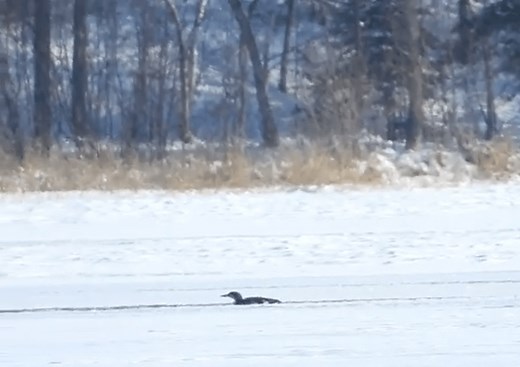 The world watches, roots for a young loon trapped in an icy Minnesota lake