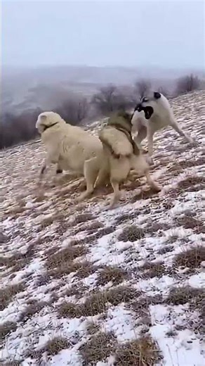 Alabai Dog vs 2 Wolves: Brave Alabai Saves Sheep From Wolf Attack! (High Search Volume)