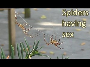 Mating corss spiders (European garden spiders) caught on camera