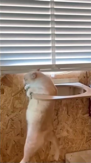 Clumsy cats make your day better😸