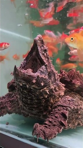 The Alligator Snapping Turtle - A Prehistoric Beast