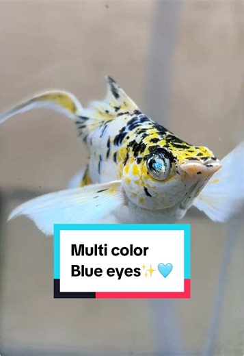 Multicolor Blue Eyes Molly Fish: Care and Breeding Tips