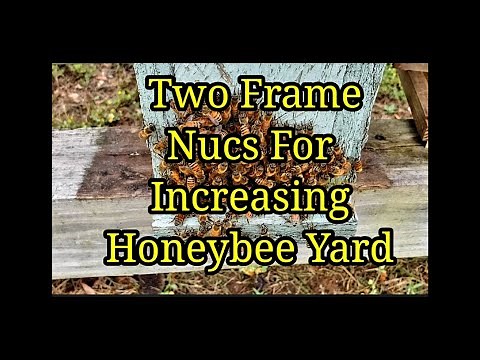 Two Frame Nucs For Increasing Honeybee Yard