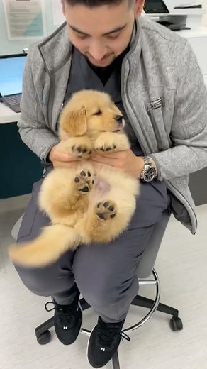 Boulevard Veterinary on Instagram: "Legend has it we never gave him back. ⁣ ⁣ ⁣ ⁣ ⁣⁣ ⁣⁣ #blvdvet #chicagovet #logansquare #rivernorth #ravenswood #lincolnsquare #andersonville #alwaysandersonville #vettech #vettechlife #veterinarian #dvm ⁣⁣⁣⁣⁣⁣⁣⁣⁣⁣⁣⁣"