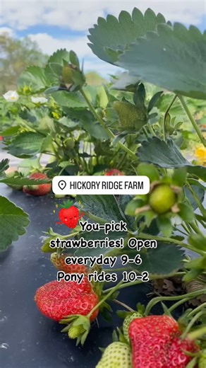 Here’s all the strawberry season info!! https://jrpx28.wixsite.com/hickoryridgefarm | Hickory Ridge Farm