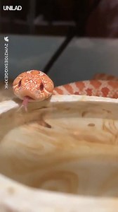 1M views · 6K reactions | Just a friendly reminder to drink water  | UNILAD | Facebook