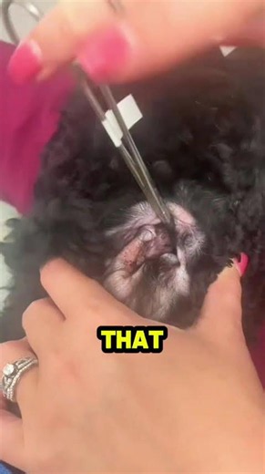 Why This Dog Stopped Barking: The Shocking Vet Discovery