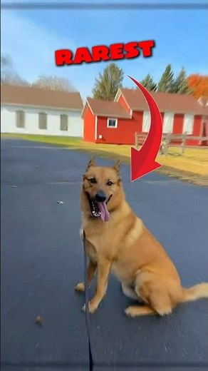 Top 3 Rarest Dog Breeds in the World 🐶😱