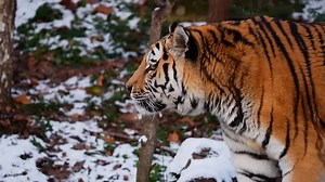Watch what happens when a tiger suddenly starts chasing a bear