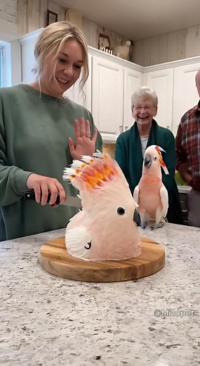 30M views · 545K reactions | Episode: 20 Prank_Parrot&Cake列藍 #funnyvideo #parrotcomedy #viralusa #fypusa #funny #AI #parrot | Mizopets | Facebook