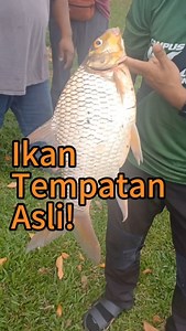 Saya diberi kesempatan untuk melihat 2 spesis ikan air tawar tempatan kita yang sangat besar! Kenali ikan Tengalan (Puntioplites bulu) dan ikan Kelabau (Osteochilus melanopleura)! Dua ikan asli tempatan yang enak dimakan! Dikala ramai rakyat Malaysia sudah biasa makan ikan Tilapia yang bukan tempatan, penduduk di kampung ini masih boleh menikmati isi ikan tempatan kita yang enak dan kian menghilang di menu kita. Digantikan dengan Ikan Talapia, Ikan Keli Afrika, Ikan Raja yang semuanya pendatang.