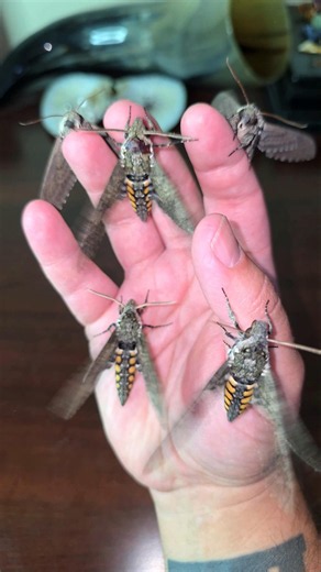 Tobacco Hornworms Life Cycle #nature #youtubeshorts #insects #animals #trending #explore #wildlife