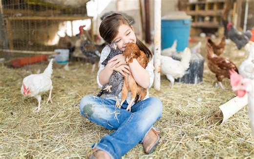 Ready, Set, Roost: Chicken Coops for Happy Hens