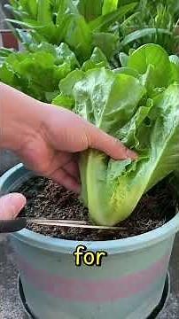 5 Best Crops to Grow in Containers 🌱🥕 | Easy Container Gardening Ideas | Farming 4 Food