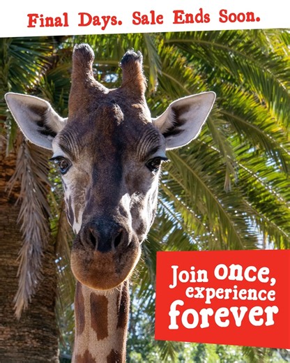 Life Membership Sale Ends Soon 🐼🐘 Create a lifetime of wild memories—for less! Right now, you can secure a Zoos SA Life Membership for just $2,850 (save $240.50), or pay over 6 easy monthly instalments of $475. Whether it’s for yourself or someone special, Life Membership is the ultimate gift—filled with unforgettable experiences and the joy of supporting wildlife conservation. 💚 What’s included for LIFE? ✅ Unlimited entry to Adelaide Zoo & Monarto Safari Park ✅ FREE guest pass every visit (1