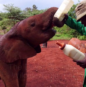 58K views · 1.1K reactions | One of our first reports for Sunday Night this week covers elephant poaching. NBC News correspondent Harry Smith met some of the collateral damage left behind… the orphans. More Sunday at 7/6c on NBC. | Megyn Kelly | Facebook