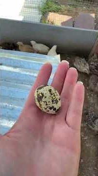 Aways a good day for quail eggs #farmfresh #quail #quails #coturnix #coturnixquail #egg #eggs