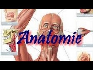 Introduction à l'étude de l'anatomie humaine (partie 02)