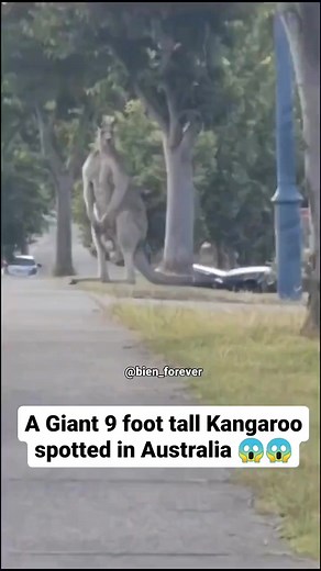 A Giant Kangaroo spotted in Australia. Towering at an astonishing 9 feet, this incredible marsupial has left everyone speechless. | Other life on Earth