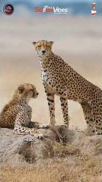 Serengeti Experience 🦁 The Ultimate Tanzania Safari Adventure