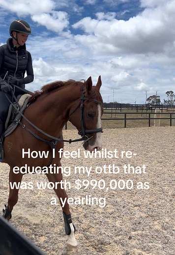 Re-educating a $990,000 Thoroughbred Horse