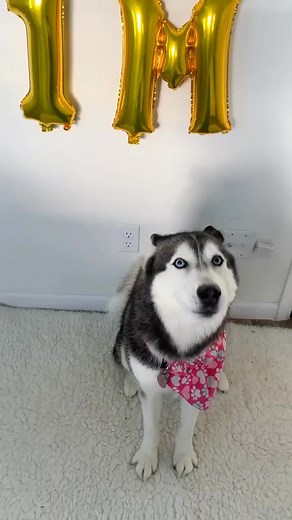 THANK YOU FOR 1M FACEBOOK FRIENDS! 🎉😱😍 | Meeka The Husky