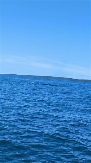 went whale watching with my grandma and grandpa this summer