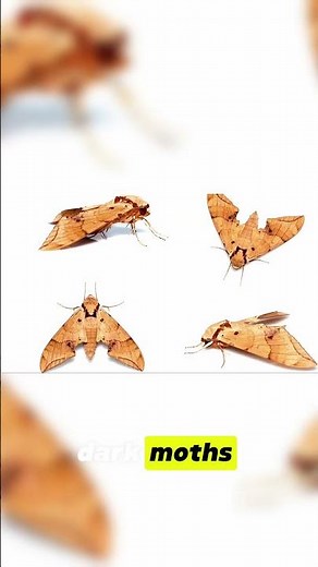 The Pepper Moth Case Nature's Adaptation 🦋