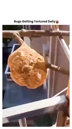 Bugs Getting Tortured 🪲 on Instagram: "When That Uninvited Guest Gets Exactly What It Deserves 🔥🪲 It invaded the wrong space at the wrong time. Now it's facing the consequences of crossing the line into human territory. 💥 The discovery: Spotted crawling where it shouldn't be. 💥 The decision: No mercy for home invaders. 💥 The method: Creative justice for the tiny intruder. 💥 The result: One less pest to worry about. The truth? Some creatures just aren't welcome in our spaces. When they cro