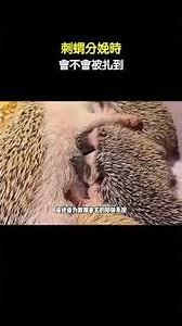 Do Mother Hedgehogs Get Pricked During Birth? #YoungCreatorGrowthProgram #Hedgehog #AnimalScience
