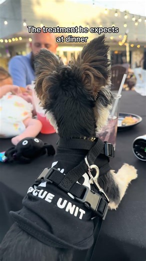 Teacup Yorkie gets king treatment at dinner. Spoiled dogs only!