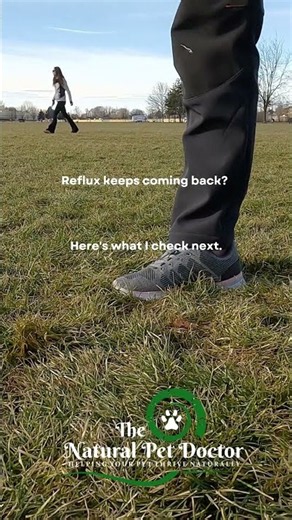 Dog Reflux Keeps Coming Back? What To Do Next - Holistic Vet
