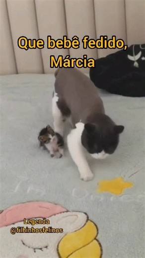 Nan Mello on Instagram: "Gente linda, a rifinha praticamente parou de novo, mas não posso desistir. Como sabem, estou em período de “transição de emprego” e a situação aqui em casa apertou demais. Os filhinhos felinos são a minha prioridade na vida e o pacote que eles ganharam na semana passada está chegando ao fim. Hoje, inclusive, cortaram minha água e em período de calor torna-se grave pra mim porque troco a água deles várias vezes por dia. A questão da água vou ver como consigo resolver mas 