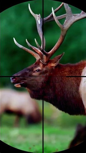 One Shot, Big Bull: Backcountry Rifle Elk Hunt #huntingvideos #hunting #deer #bowhunting #wildlife
