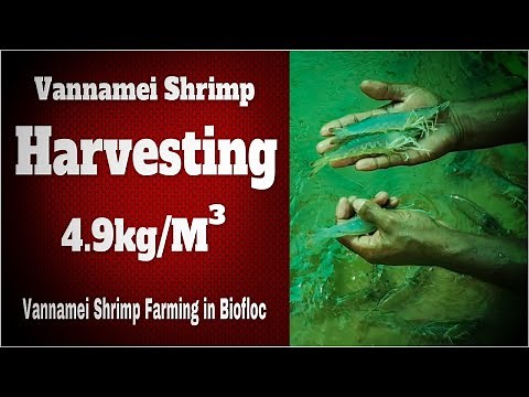 Vannamei Shrimp Farming in Biofloc - Shrimp / Prawn Harvesting After 100 Days of Culture